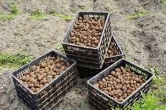 <b>采用“+玉米”套种模式</b>